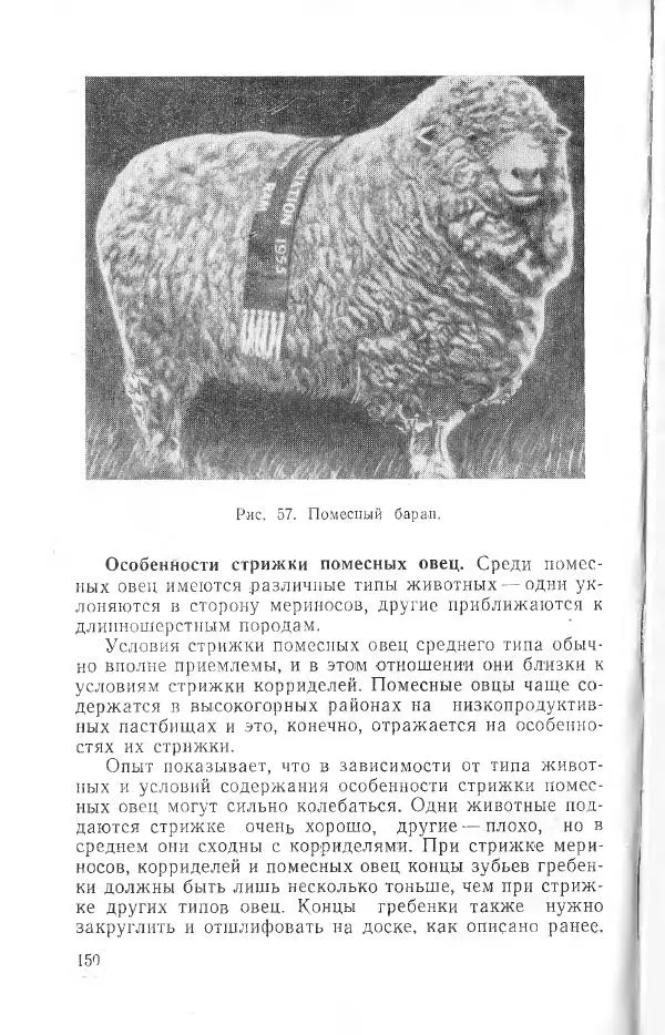 Годарри Боуэн - Мастерство стрижки овец - Страница № 150 Годарри Боуэн - Мастерство стрижки овец - Страница № 150