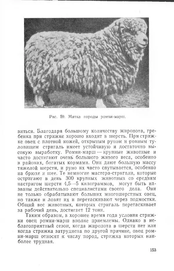 Годарри Боуэн - Мастерство стрижки овец - Страница № 153 Годарри Боуэн - Мастерство стрижки овец - Страница № 153