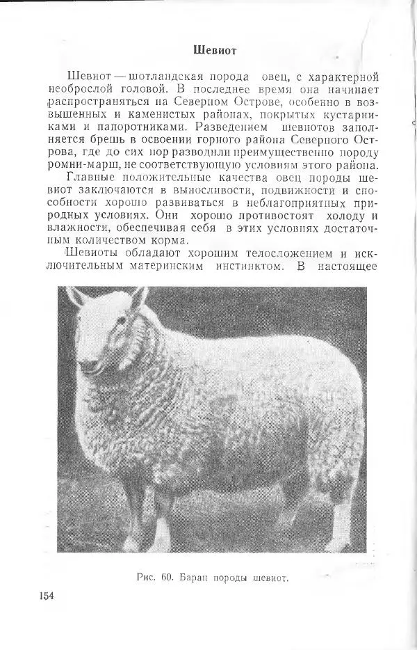 Годарри Боуэн - Мастерство стрижки овец - Страница № 154 Годарри Боуэн - Мастерство стрижки овец - Страница № 154