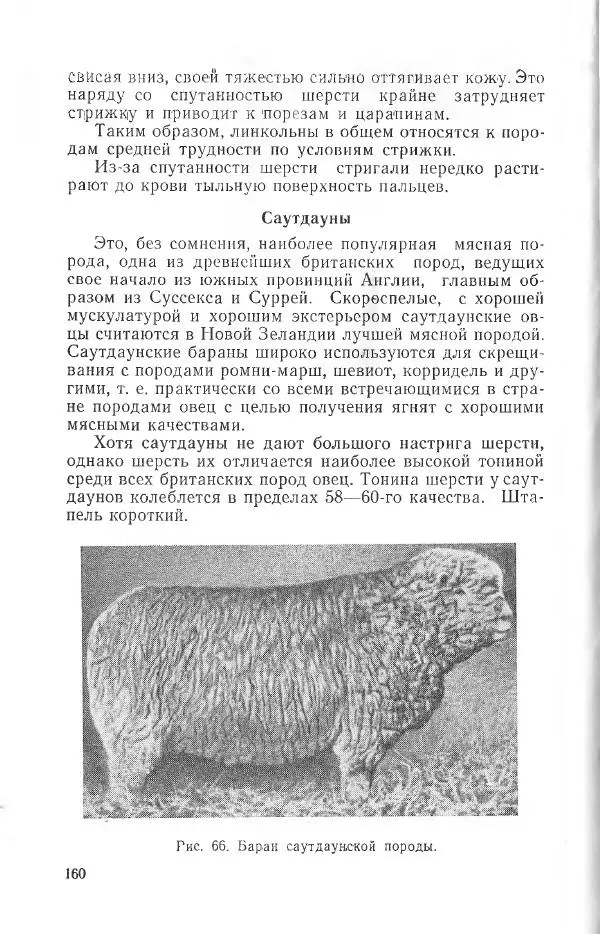 Годарри Боуэн - Мастерство стрижки овец - Страница № 160 Годарри Боуэн - Мастерство стрижки овец - Страница № 160