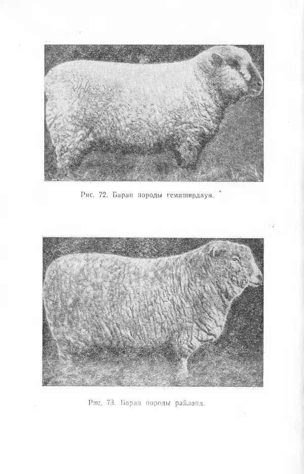 Годарри Боуэн - Мастерство стрижки овец - Страница № 166 Годарри Боуэн - Мастерство стрижки овец - Страница № 166