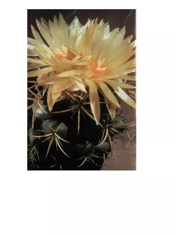 Савур Турдиев - Кактусы - Страница № 8