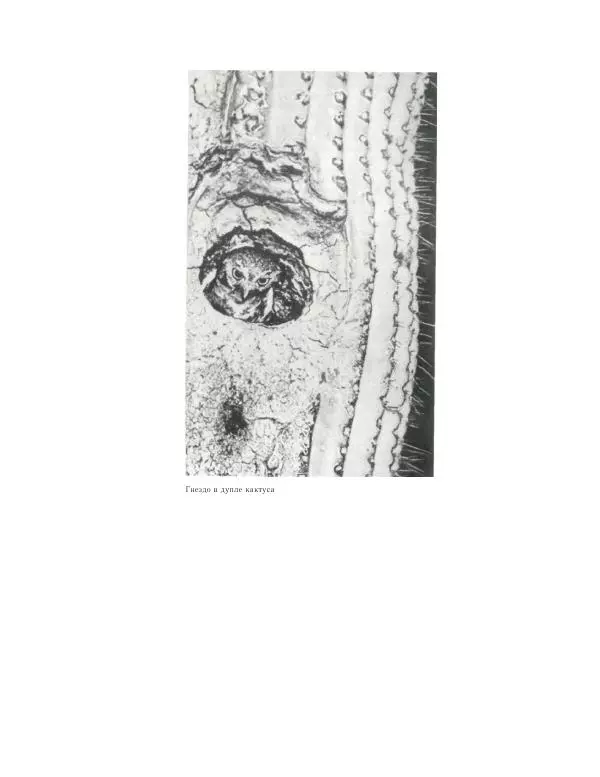 Савур Турдиев - Кактусы - Страница № 54