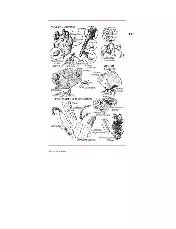 Савур Турдиев - Кактусы - Страница № 171