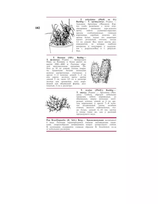 Савур Турдиев - Кактусы - Страница № 182