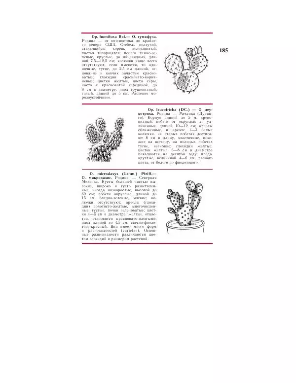 Савур Турдиев - Кактусы - Страница № 185
