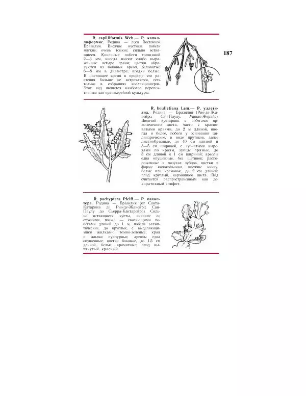 Савур Турдиев - Кактусы - Страница № 187