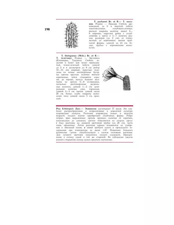 Савур Турдиев - Кактусы - Страница № 198