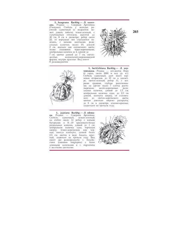 Савур Турдиев - Кактусы - Страница № 203