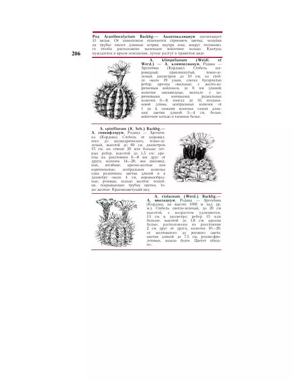 Савур Турдиев - Кактусы - Страница № 206