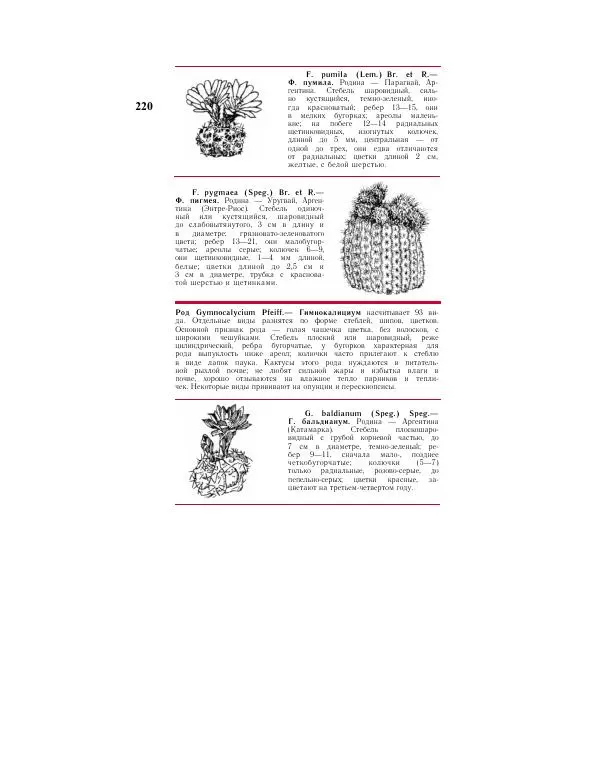 Савур Турдиев - Кактусы - Страница № 220