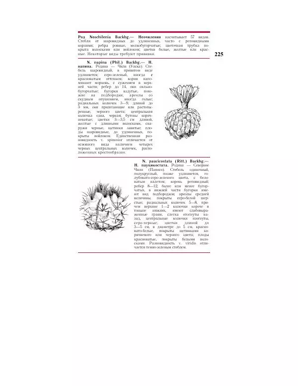 Савур Турдиев - Кактусы - Страница № 225