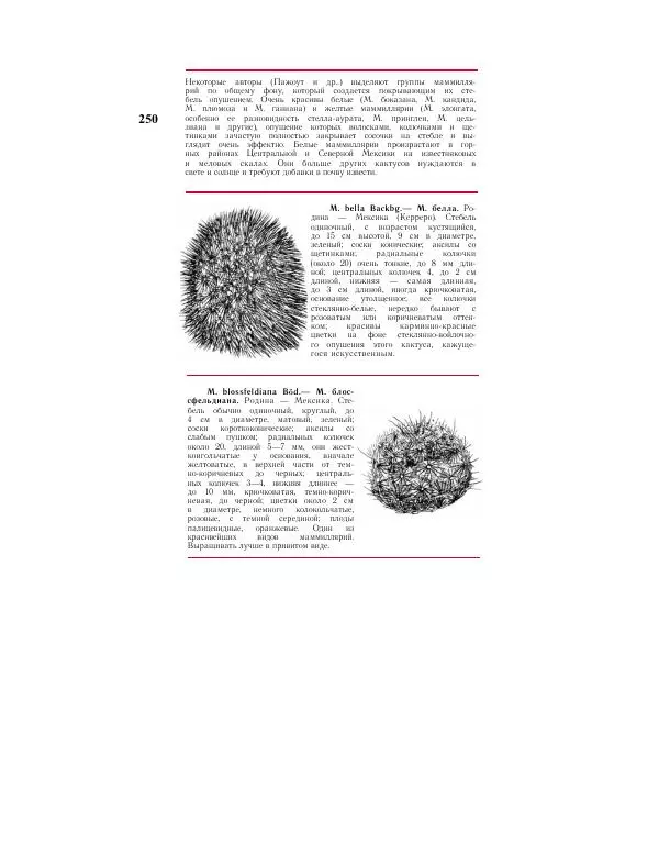 Савур Турдиев - Кактусы - Страница № 250