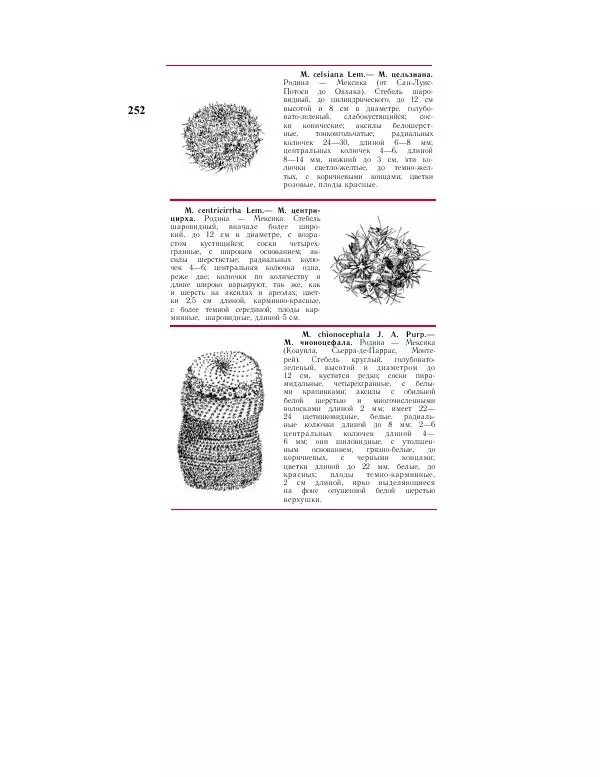 Савур Турдиев - Кактусы - Страница № 252