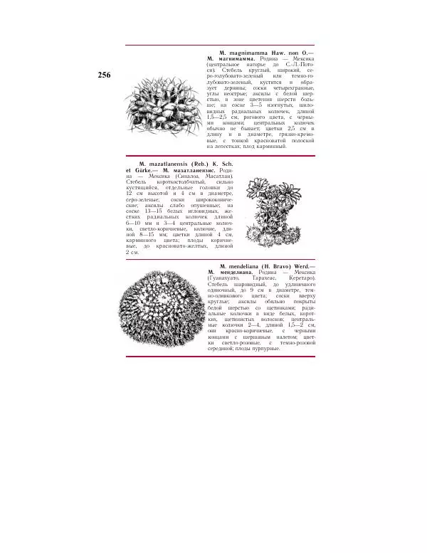 Савур Турдиев - Кактусы - Страница № 256