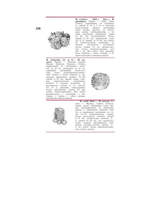Савур Турдиев - Кактусы - Страница № 258