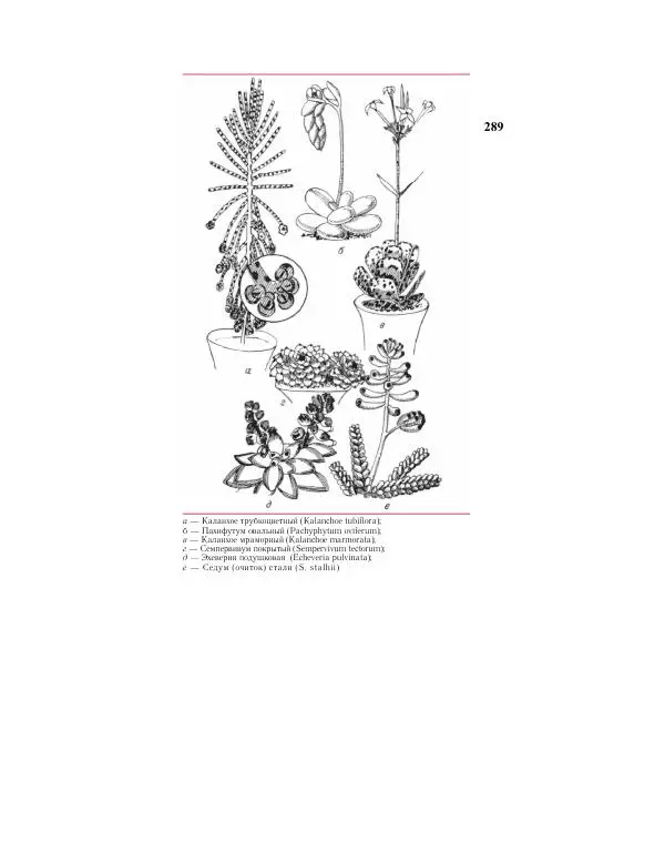 Савур Турдиев - Кактусы - Страница № 289