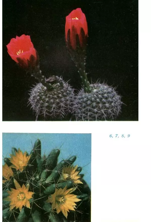 Савур Турдиев - Кактусы - Страница № 357