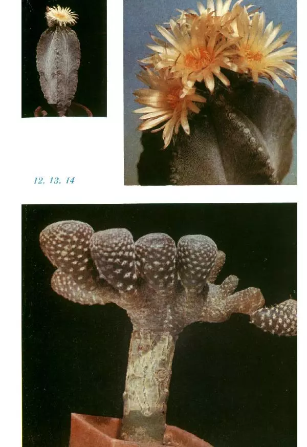 Савур Турдиев - Кактусы - Страница № 360