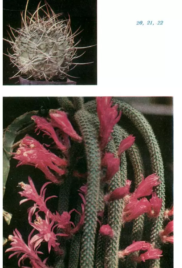 Савур Турдиев - Кактусы - Страница № 365