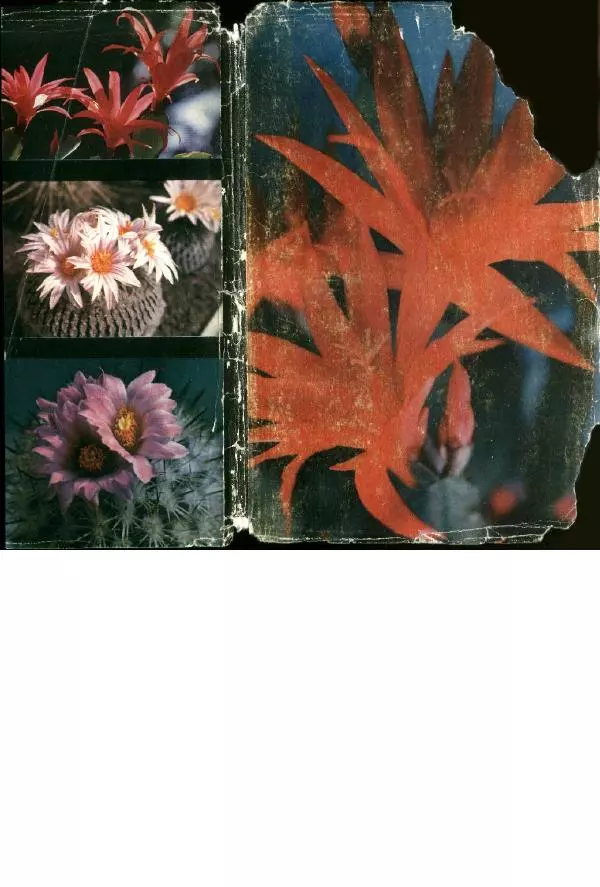 Савур Турдиев - Кактусы - Страница № 371