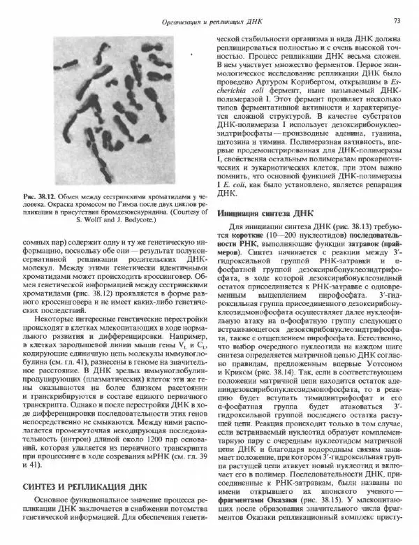 Роберт Марри - Биохимия человека. В 2-х томах. Том 2 - Страница № 74