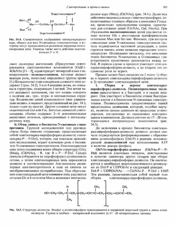 Роберт Марри - Биохимия человека. В 2-х томах. Том 2 - Страница № 306