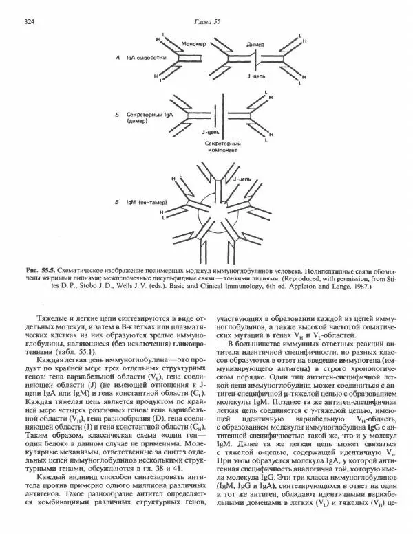 Роберт Марри - Биохимия человека. В 2-х томах. Том 2 - Страница № 325