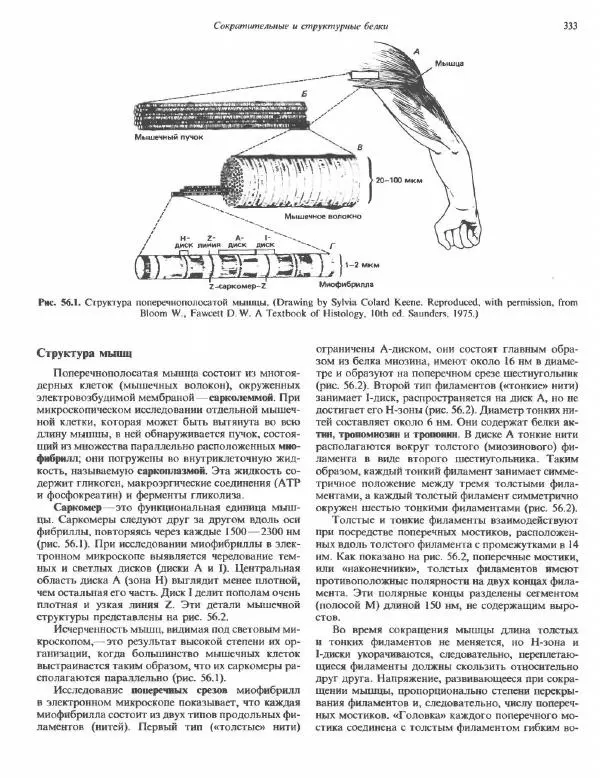 Роберт Марри - Биохимия человека. В 2-х томах. Том 2 - Страница № 334