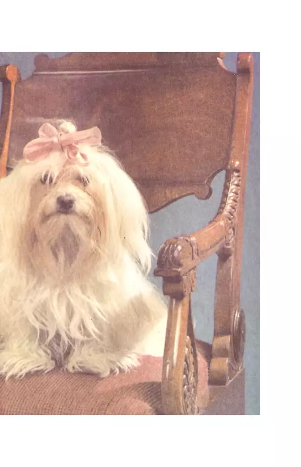 Рита Хасанова - Декоративное собаководство (Необычное и обычное о собаках) - Страница № 10