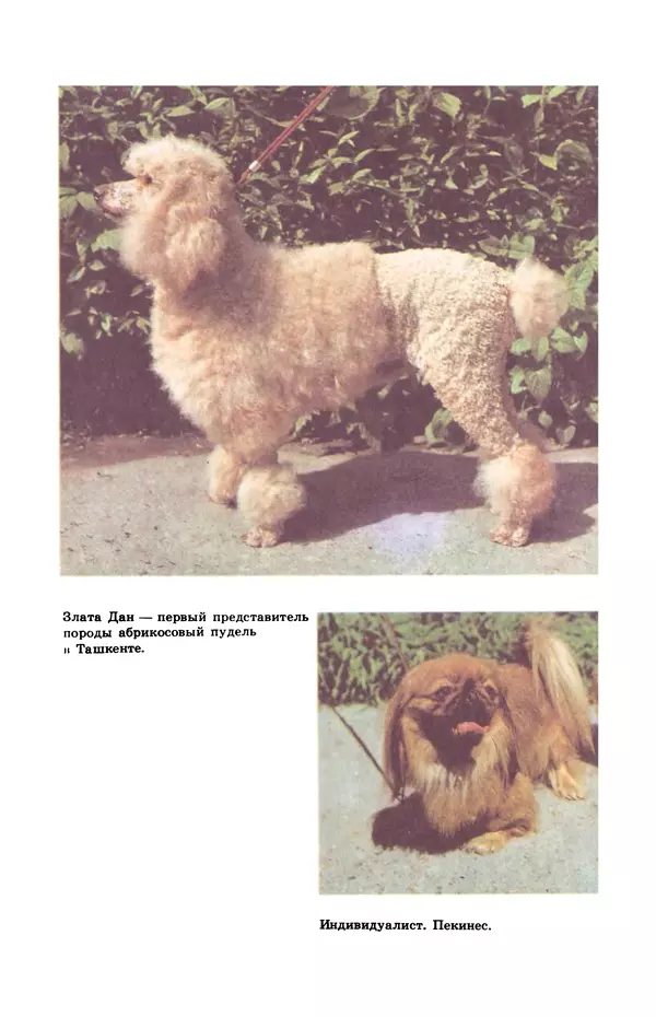 Рита Хасанова - Декоративное собаководство (Необычное и обычное о собаках) - Страница № 12