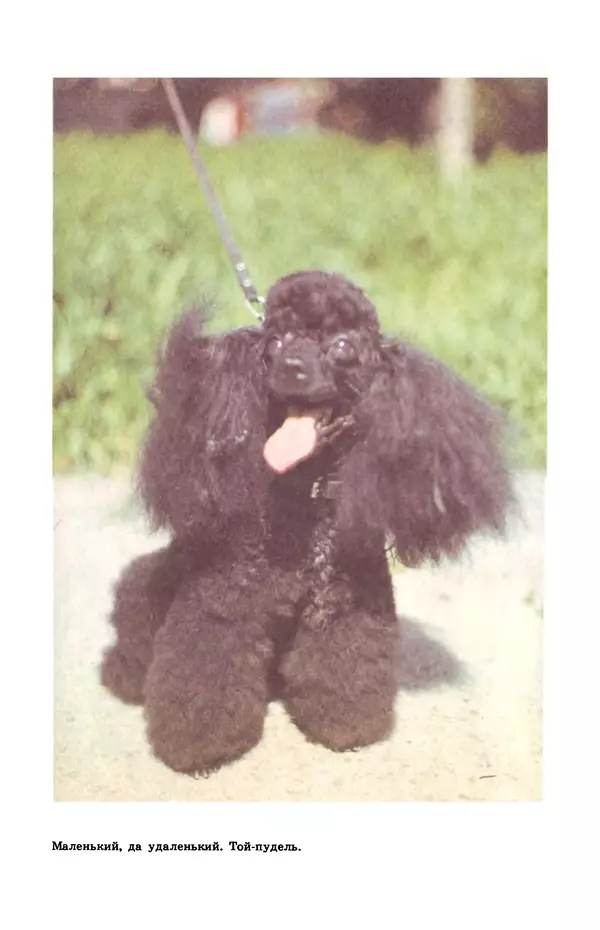 Рита Хасанова - Декоративное собаководство (Необычное и обычное о собаках) - Страница № 13