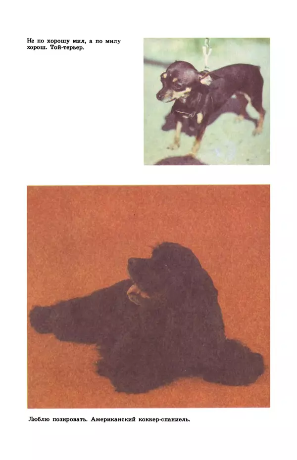 Рита Хасанова - Декоративное собаководство (Необычное и обычное о собаках) - Страница № 14