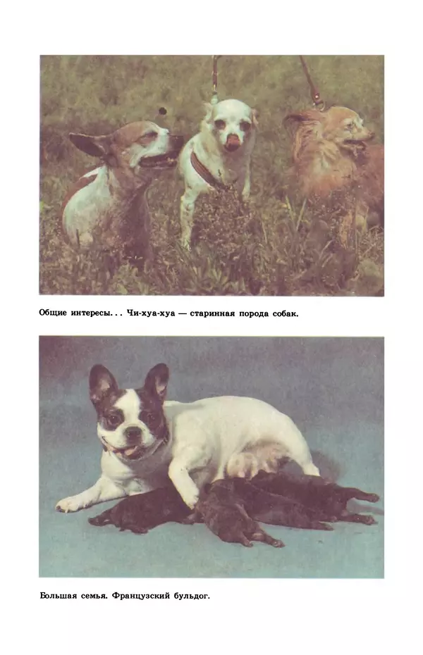 Рита Хасанова - Декоративное собаководство (Необычное и обычное о собаках) - Страница № 15