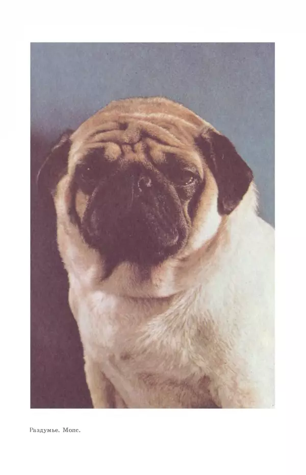 Рита Хасанова - Декоративное собаководство (Необычное и обычное о собаках) - Страница № 16