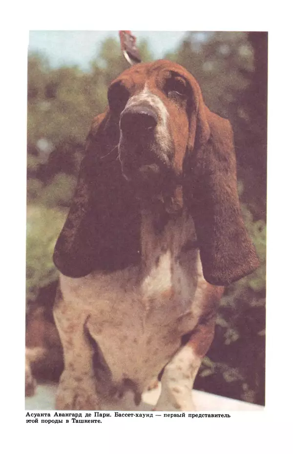 Рита Хасанова - Декоративное собаководство (Необычное и обычное о собаках) - Страница № 3
