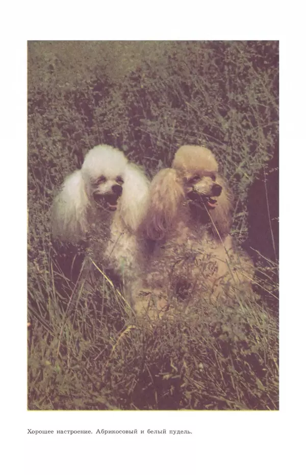 Рита Хасанова - Декоративное собаководство (Необычное и обычное о собаках) - Страница № 7