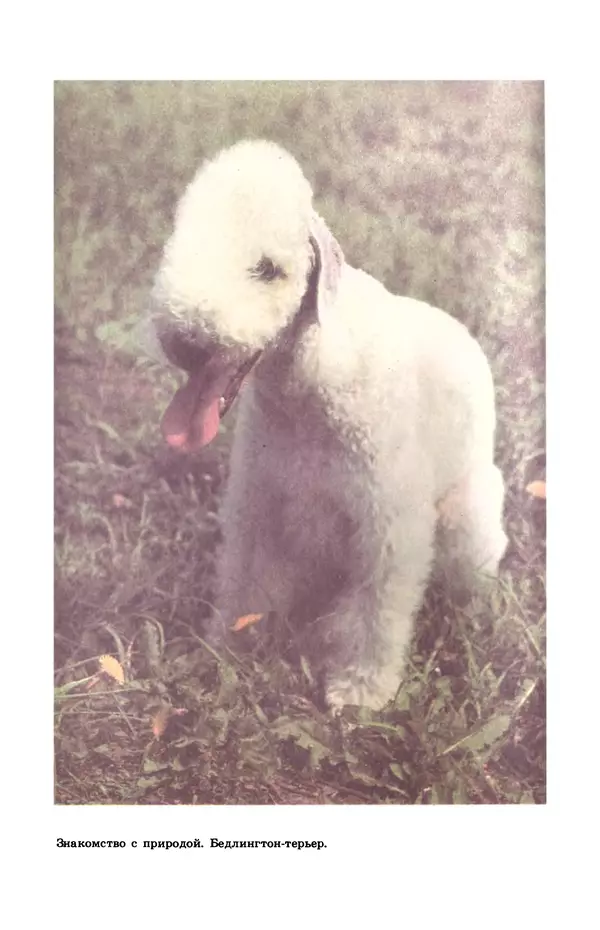Рита Хасанова - Декоративное собаководство (Необычное и обычное о собаках) - Страница № 8