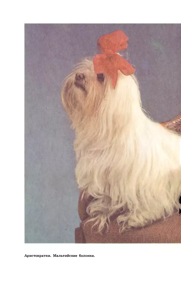 Рита Хасанова - Декоративное собаководство (Необычное и обычное о собаках) - Страница № 9