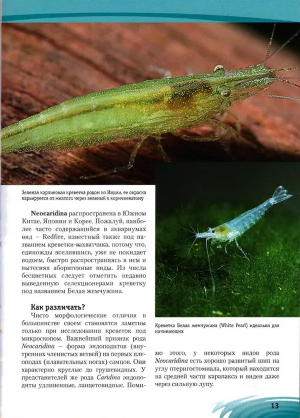 К. Хофштэттер - Креветки и раки в аквариуме - Страница № 12