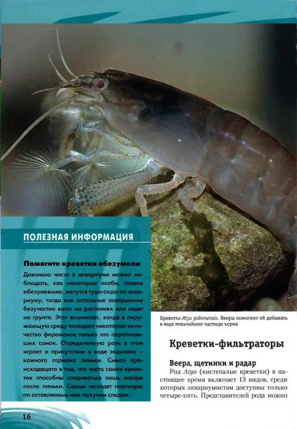 К. Хофштэттер - Креветки и раки в аквариуме - Страница № 15