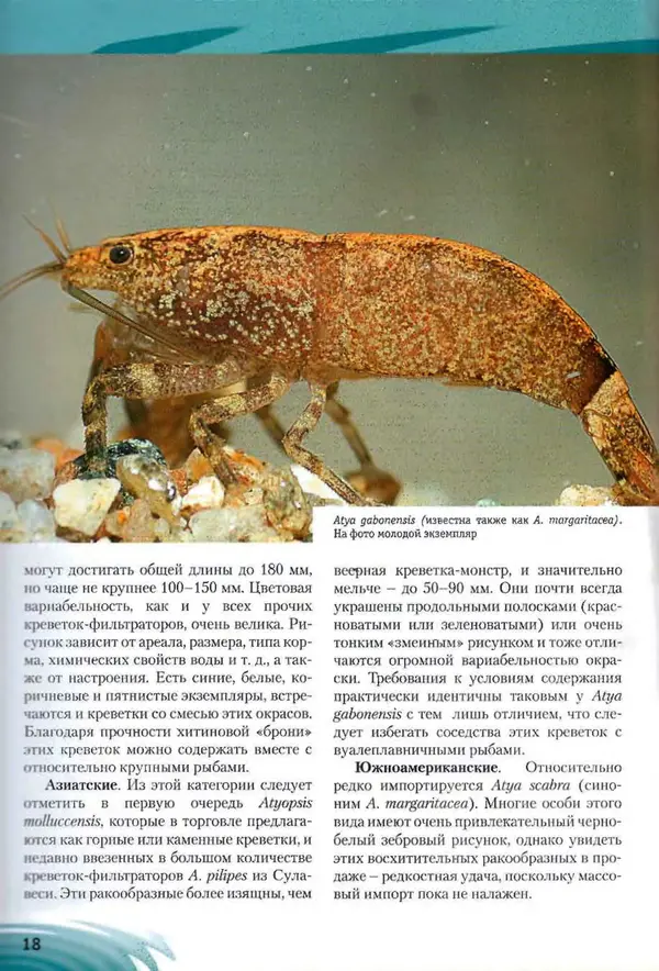 К. Хофштэттер - Креветки и раки в аквариуме - Страница № 17