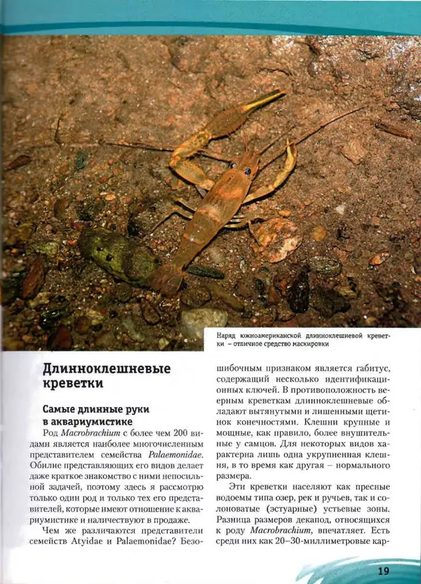 К. Хофштэттер - Креветки и раки в аквариуме - Страница № 18
