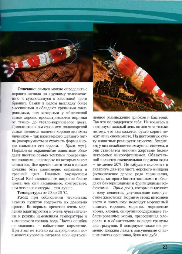 К. Хофштэттер - Креветки и раки в аквариуме - Страница № 22