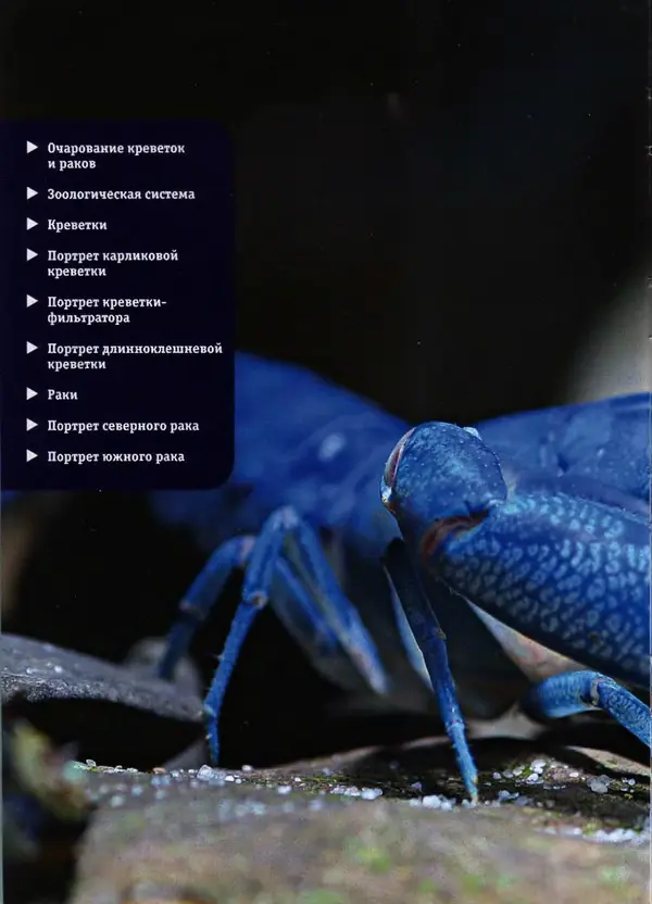 К. Хофштэттер - Креветки и раки в аквариуме - Страница № 3