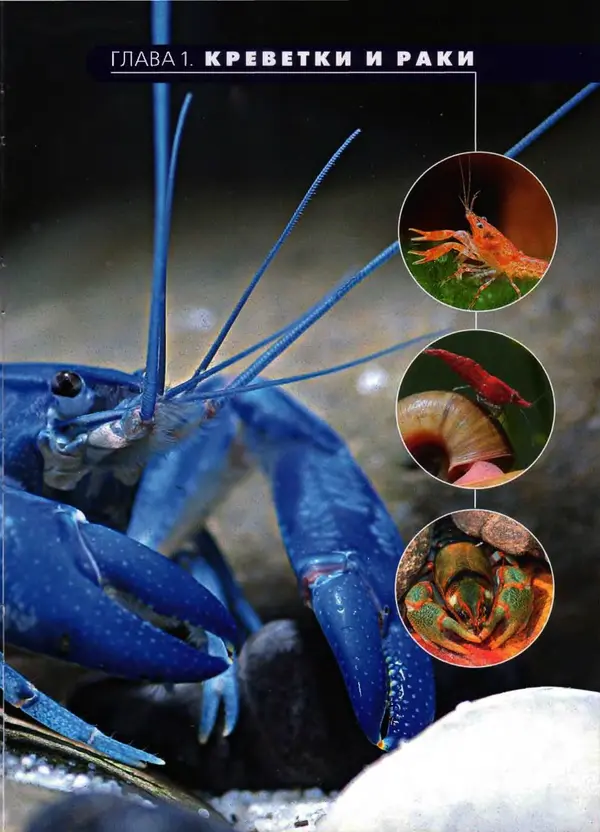 К. Хофштэттер - Креветки и раки в аквариуме - Страница № 4