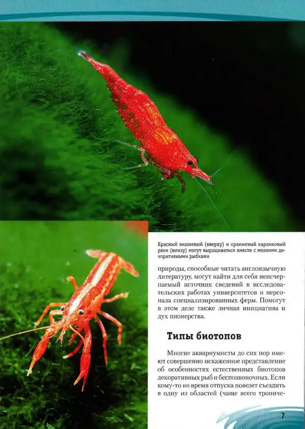 К. Хофштэттер - Креветки и раки в аквариуме - Страница № 6