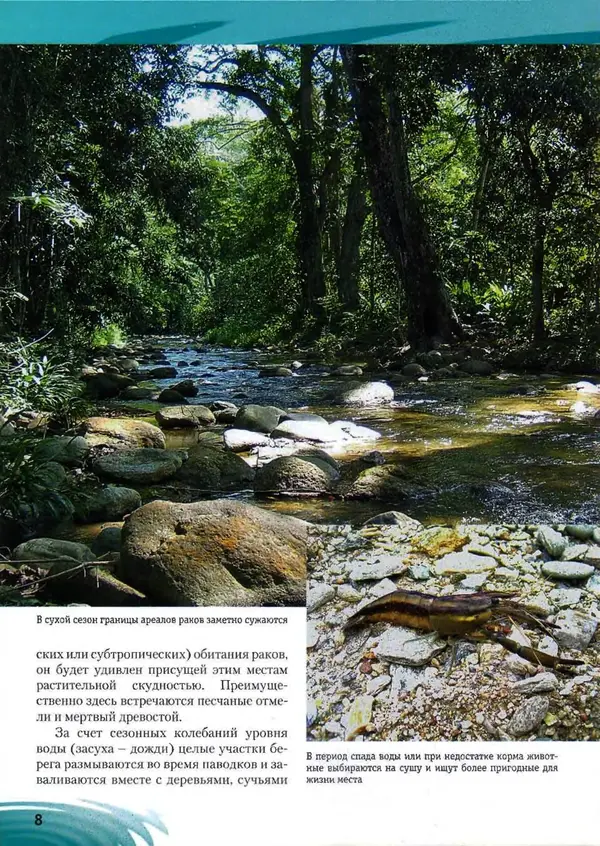 К. Хофштэттер - Креветки и раки в аквариуме - Страница № 7