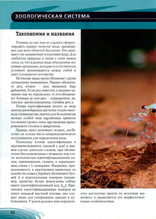К. Хофштэттер - Креветки и раки в аквариуме - Страница № 9