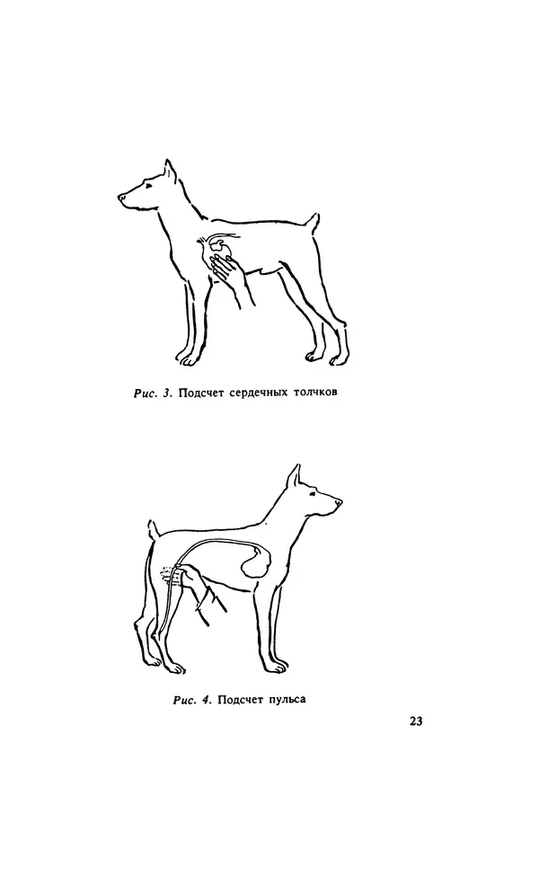 Анатолий Баранов - Здоровье вашей собаки - Страница № 24